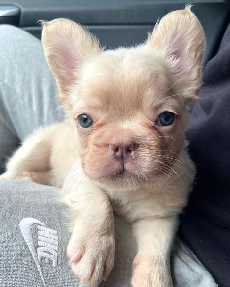 Cute Puppy Dogs, Small Cute Dogs Breeds, Dogs French Bulldog, Cute Frenchie Puppies, Long Haired Frenchie, Puppy French Bulldog, Fluffy Frenchie Puppy, Fluffy Frenchie, Fluffy French Bulldog