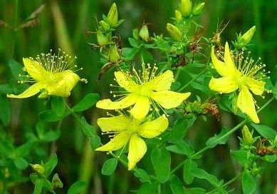 St. John's Wort in Magic and Superstition Sunday Correspondences, Medicine Plants, Fun Garden Projects, Look Alikes, Diy Medicine, St John's Wort, Plant Medicine, Essential Oils Herbs, Skin Natural Remedies