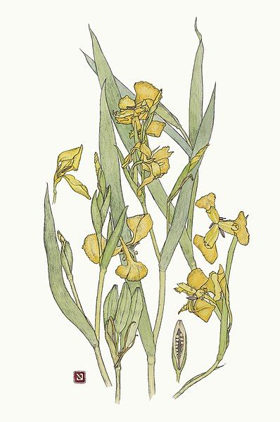 Iris Pseudacorus, Iris Flowers, Wikimedia Commons, Humanoid Sketch, Drawings, Flowers, Art