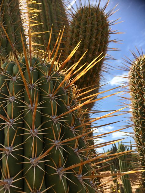 Diary Art, Red Rising, Cactus Illustration, Cactus Painting, North Florida, Natural Structures, Desert Vibes, Desert Cactus, Agaves