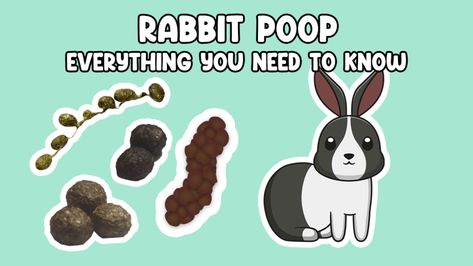 Rabbit Poop - Everything you need to Know | Cottontail Club Rabbit Poop Guide, Rabbit Tips, Dead Bunny, Indoor Rabbit, Bunny Care, Rabbit Eating, Caking It Up, Animal Farm, Rabbits