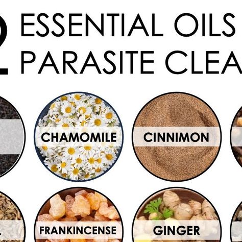 Dr. Ian Hosein, PhD, HHP on Instagram: "🌿 Embrace the Power of Nature for Parasite Cleansing! 🌿⁠ ⁠ 🌱 Discover the potent antiparasitic properties of Black Cumin oil, with its warm, earthy aroma.⁠ ⁠ 🌼 Calm your senses with Chamomile oil, known for its relaxing effects and support against parasites.⁠ ⁠ 🌿 Add a touch of spice with Cinnamon oil, renowned for creating an inhospitable environment for parasites.⁠ ⁠ 🌸 Harness the power of Clove oil, which promotes oral health and provides antiparasitic benefits.⁠ ⁠ 🌿 Refresh your cleansing routine with Fennel oil, offering support for digestion and overall wellness.⁠ ⁠ 🌼 Experience the ancient healing properties of Frankincense oil, known for immune system support and wellbeing.⁠ ⁠ 🌿 Invigorate your senses with Ginger oil, which aids dige Essential Oil Parasite Cleanse, Cumin Benefits, Wellness Experience, Fennel Oil, Dr Ian, Growing Healthy Hair, Ancient Healing, Parasite Cleanse, Black Cumin