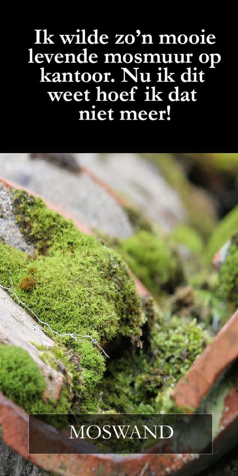 Denkt u dat u met een moswand levende natuur naar binnen haalt? Lees dit artikel voor de waarheid achter de populaire groene muur. #moswand #levendemuur #groenemuur Mos Wand, Eco Buildings, Diy Wand, Wall Diy, Moss Wall, Save Earth, Diy Wall, Theater, Herbs