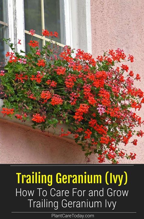 Trailing geranium is a versatile and easy to grow plant. It is also known as creeping geranium or ivy geranium. Learn how to care for trailing geranium ivy here. Ivy Geraniums In Pots, Geranium Planter Ideas, Trailing Geraniums, Geranium Cuttings, Geranium Planters, Geraniums In Pots, Sunroom Garden, Growing Geraniums, Geranium Care