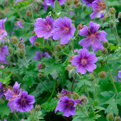 Himalayan geranium - FineGardening Geranium Perennial, Rozanne Geranium, Geranium Himalayense, Blue Geranium, Geranium Rozanne, Cranesbill Geranium, Fine Gardening Magazine, Geranium Plant, Summer Skies