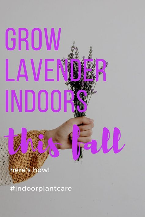 Grow Lavender Indoors, Lavender Indoors, Indoor Plant Care Guide, Grow Lavender, Monarch Butterfly Garden, Growing Lavender, Gardening Projects, Crochet Scarf Pattern Free, Indoor Plant Care