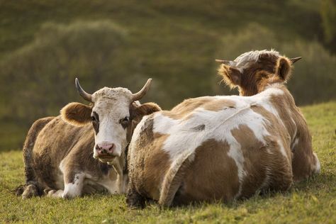 Cow Sitting Down, Cow Laying Down, Cow Sitting, Cow Facts, Cows On Field, Cow In A Field, Cow Paintings, Western Room, Cow In Meadow