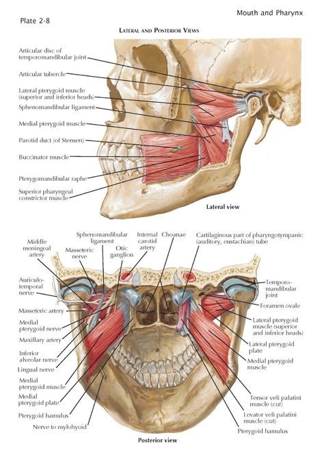 pediagenosis Hyoid Bone, Orofacial Myofunctional Therapy, Myofunctional Therapy, Anatomy Images, Dental Hygiene School, Dental Anatomy, Craniosacral Therapy, Facial Nerve, Basic Anatomy And Physiology