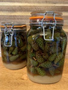 Pine Cone Syrup, Wild Foraging, Wild Food Foraging, Foraging Recipes, Canning Food Preservation, Edible Wild Plants, Loose Leaf Teas, Foraged Food, Herbal Recipes