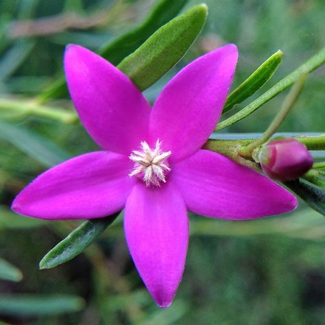 A charming small (10-15 mm) pink flower. This is a hybrid of Crowea exalata and Crowea saliga, members of the Boronia family. Both are natives of South-East Australia. Flowers Australia, Background Elements, Purple And White Flowers, Australian Flowers, Australian Native Flowers, Camera App, Native Flowers, Australian Native Plants, Ground Cover