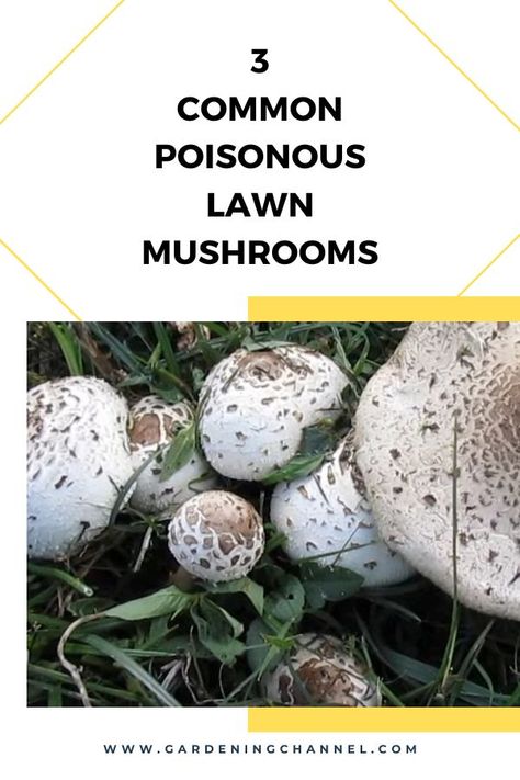 poisonous mushrooms in lawn with text overlay three common poisonous lawn mushrooms Mushrooms In Yard, Small Front Yard Garden, Mushrooms Benefits, Chaga Mushroom Benefits, Destroying Angel, Puffball Mushroom, Edible Wild Mushrooms, Mushroom Guide, Mushroom Identification