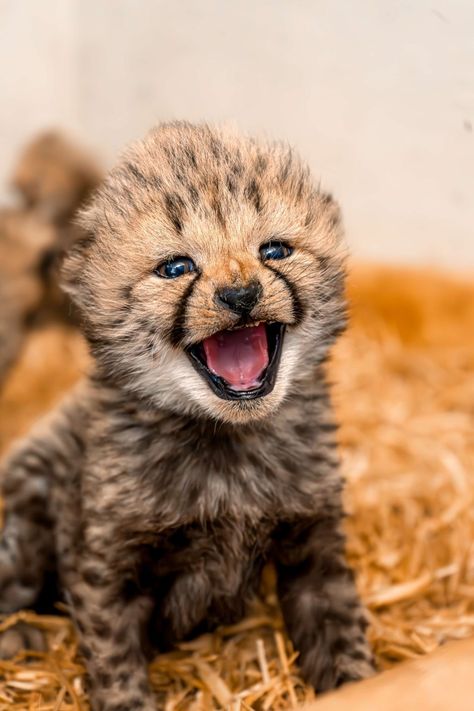 Cheetah Cub, Baby Cheetah, Cheetah Cubs, Baby Cheetahs, Baby Leopard, Cheetahs, Cat Portraits, Wild Cats, Baby Animals