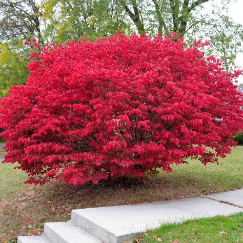 Height 4'-8' Width 4'-8' Zone 4 Burning Bush Plant, Burning Bush Shrub, Euonymus Alatus, Colorful Shrubs, Bush Plant, Burning Bush, Small Shrubs, Fast Growing Trees, Program Ideas