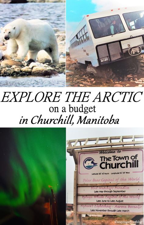 collage of polar bear tundra buggy northern lights welcome to the town of churchill sign manioba canada Churchill Manitoba Northern Lights, Churchill Canada Polar Bears, Churchill Canada, Affordable Family Vacations, Arctic Expedition, Manitoba Travel, Churchill Manitoba, Beluga Whales, Lights Winter