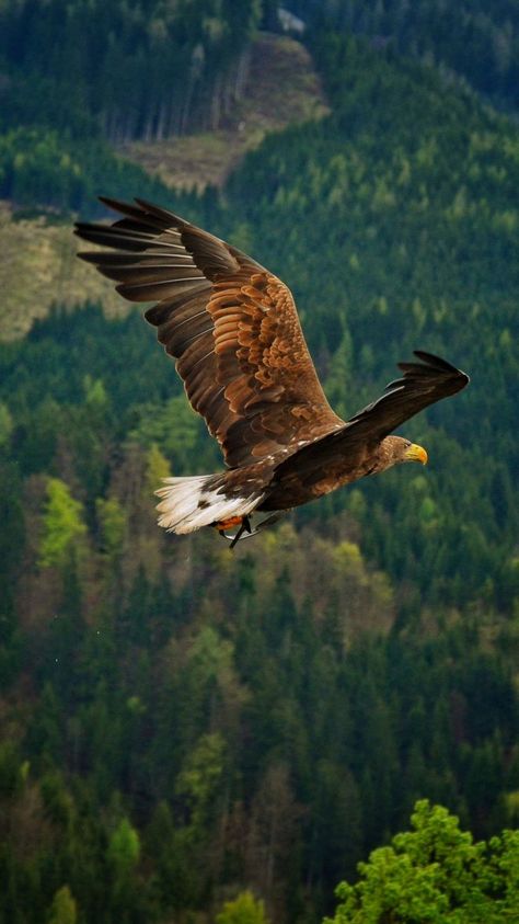 Pin by Shabnam Jabeen on beatiful and colorful birds | Animals beautiful, Animals wild, Eagle pictures Eagle Images, Eagle In Flight, Eagle Wallpaper, Eagle Pictures, Eagle Art, Brown Bird, Bird Wallpaper, An Eagle, Bird Drawings