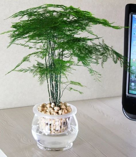 Fern Terrarium Ideas, Asparagus Fern Propagation, Asparagus Plant Care, Asparagus Fern Terrarium, Asparagus Fern Indoors, Plants That Grow In Water, Plants In Water Vase, Fern Propagation, Asparagus Fern Care