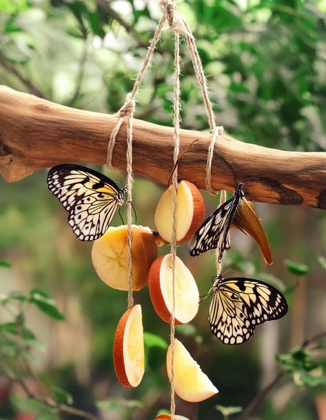 Create a butterfly haven: 4 easy steps to make a simple fruit feeder Butterfly Fruit, Butterfly Feeder, Butterflies Activities, Butterfly Project, How To Attract Hummingbirds, Flower Display, Garden Accessories, A Butterfly, Garden Beds