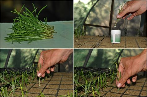 Propagated Plants, Propagate Lavender, Propagate Basil, Lavender Types, How To Propagate Lavender, Seed Growing, Lavender Seeds, Growing Lavender, Yucca Plant