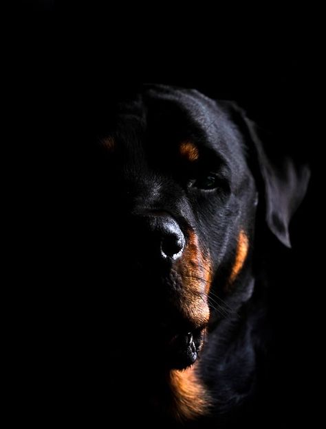 Rottweiler Dog Wallpaper, Rottweiler Pictures, Rottweiler Tattoo, German Dog Breeds, Rottweiler Breed, Rottweiler Love, Rottweiler Lovers, Wild Animals Pictures, Dog Photoshoot