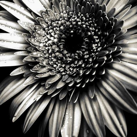 Value: This picture is value because the blacks and whites give it more dimensions. The darkness in the center gives the image more of an effect to look at the brighter petals. By using value in this image you can tell that the petals are a lighter shade than the center. Visual Elements Of Art, Elements Of Art Line, Value Scale, Photography Elements, Contrast Photography, Element Of Design, Space Photography, Value In Art, Elements And Principles