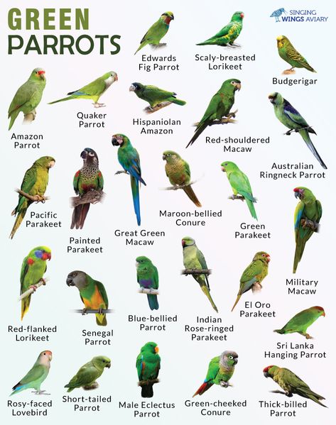 Green Parakeet, Animals Name In English, Conure Parrots, Budgie Parakeet, Wildlife Biologist, Bird Aviary, Bird Care, City Drawing, Love Birds