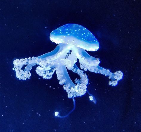 Blue Jellyfish, Jellyfish, The Ocean, The Sea, Floating, Twitter, Water, Blue, White