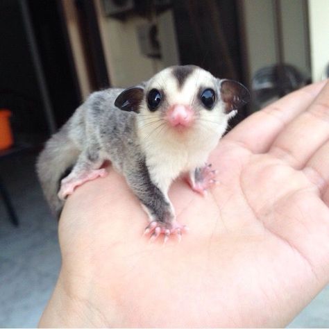 Sugar Glider Cute, Cute Sugar Glider, Sugar Glider Pet, Sugar Glider Cage, Cute Animal Tattoos, Tattoo Nature, Sugar Gliders, Cute Small Animals, Super Cute Animals