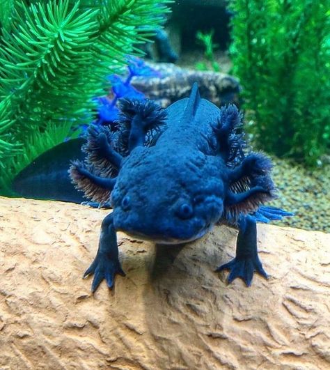 Axolotl looking blue Axolotl Photo, Axolotl Care, Blue Axolotl, Deep Sea Life, Dr Ideas, Axolotl Cute, Character Details, Blue Skin, Oc Design