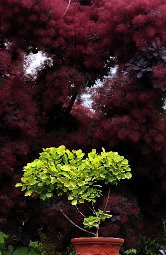 Purple Smokebush, Cotinus Coggygria, Gothic Garden, Perennial Shrubs, Midnight Garden, Easy Care Plants, Container Home, Tree Care, Plant Combinations