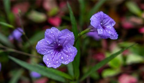 Mexican Petunias, Mexican Petunia, Master Gardener Program, Rose Campion, Plant Goals, Garden Totems, When To Plant, Invasive Plants, Color Magenta