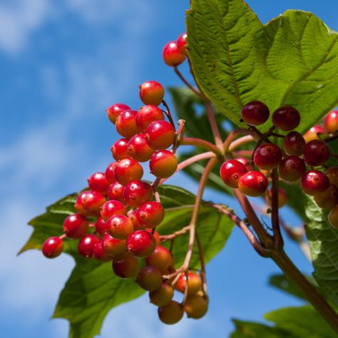 Guelder Rose Berries by Gordon England Guelder rose berries (Viburnum opulus), Farnham Park, Surrey, UK, July 2011 Snowball Tree, Guelder Rose, Viburnum Opulus, Flora Flowers, Nature Plants, Print Advertising, Leaf Nature, Red Berries, Green Leaves