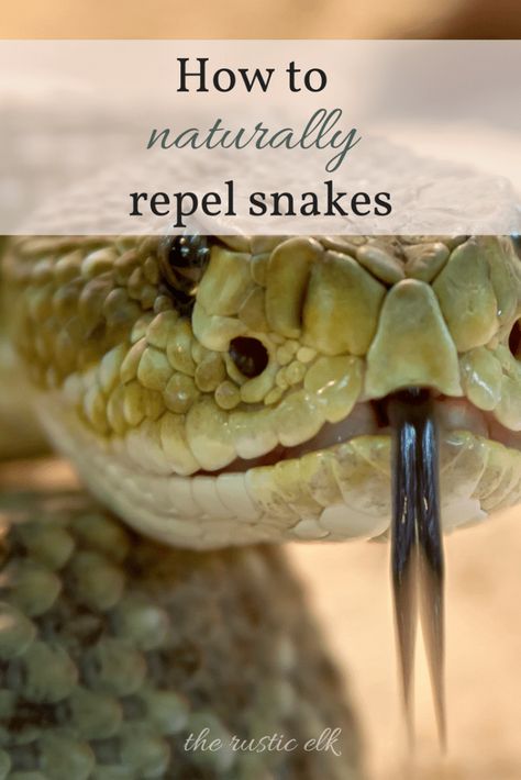 How to Naturally Repel Snakes Snake Repellant, Snake Repellent, Homestead Recipes, Natural Pest Control, Garden Pest Control, Building A Chicken Coop, Hobby Farm, Homestead Survival, Backyard Chickens