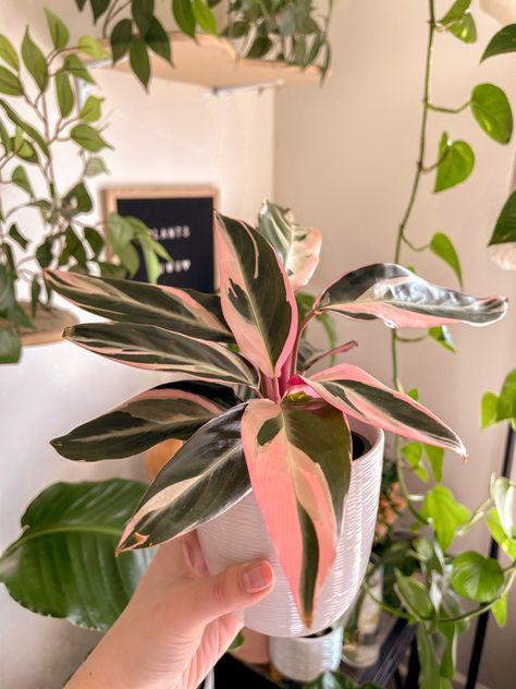 Pothos Plant Propagation, Plantmom Aesthetic, Bird Of Paradise Plant Indoor, Room Plant Decor, Pothos Plant Decor, Plants In Bedroom, Pothos Varieties, Pothos Plant Care, Monstera Plant Care