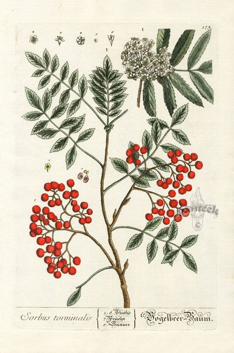 Wild Service Berry Tree from Elizabeth Blackwell Herbarium by Jacob Trew 1757 Service Berry Tree, Service Berry, Water Park Ideas, Elizabeth Blackwell, Illustration Botanique, Nature Posters, Botanical Beauty, Scientific Illustration, Botanical Drawings