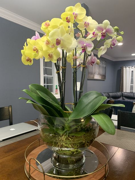 Water Culture Orchids, Water Plants Indoor, Plants Grown In Water, Orchids In Water, Orchid Fertilizer, Orchid Roots, Plants In Jars, Indoor Water Garden, Arrowhead Plant