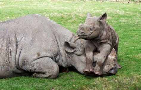 Rhinos - @Joey Tracy I can't stop re-pinning these funny animals for you. Look at http://pinterest.com/utahdwr/wildlife-babies/ Regnul Animal, Baby Rhino, Rhinos, Sweet Animals, Animal Tattoos, Animal Planet, Animal Photo, 귀여운 동물, Animals Friends