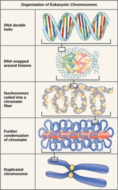 Cell Nucleus, Dna Worksheet, Human Cell, Biology Memes, Dna Replication, Biology Classroom, Secondary Science, Biology Facts, Ap Biology