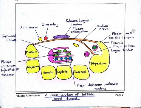 Carpal tunnel Carpal Tunnel Anatomy, Limb Anatomy, Upper Limb Anatomy, Anatomy Muscles, Anatomy Notes, Hand Anatomy, Radiology Imaging, Median Nerve, Nursing School Survival