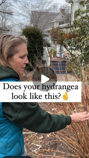 1.2M views · 13K likes | Jess Zander, The Garden Coach🌺 on Instagram: "In the history of humankind it seems there is no topic more confusing than hydrangeas.🤣 Why? Because there are several different types in the family (hydrangeaceae) but each one requires slightly different pruning. It’s so irritating that they’re all called hydrangeas and I feel your pain if you are a little unsure what you’re dealing with. 

In comments on one of my most recent posts there were people who said that they cut theirs down to the ground each year and still get a lot of flowers. I suspect they have hybrids, which bloom on the old and new growth. Serratas are like this too (Examples are Blue Billow and Gatspy Star.) If you have one of those you should still leave them alone because you are cutting off buds A Lot Of Flowers, Garden Notebook, Types Of Hydrangeas, Oakleaf Hydrangea, Planting Hydrangeas, Big Leaves, I Feel You, Gorgeous Gardens, New Growth