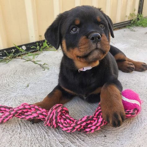 Baby Rottweiler, Guard Dog Training, Lover Anime, Painting Dogs, Dogs Aesthetic, Dog Tattoo Ideas, Rottweiler Breed, Rottweiler Love, Guard Dog