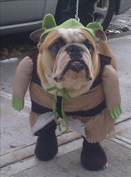 Dog Tattooes, Bulldog Halloween Costumes, Dog Aesthetics, Tattoos Dog, Harry Potter Halloween Costumes, Dogs Tattoo, Easy College Halloween Costumes, Aesthetic Dogs, Funny Bulldog