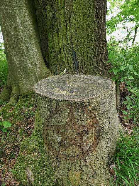 Outdoor Ritual Space, Forest Altar, Witchy Recipes, Pagan Pentagram, Ritual Space, Pagan Life, Pagan Nature, Spiritual Beauty, Prayer Garden