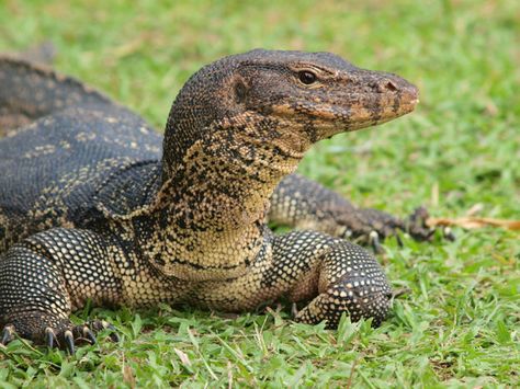 Monitor Lizard Types Of Lizards, Pet Reptiles, Animal Tips, Lizard Types, Thailand Activities, Large Lizards, Water Monitor, Nice Smile, Reptile Room