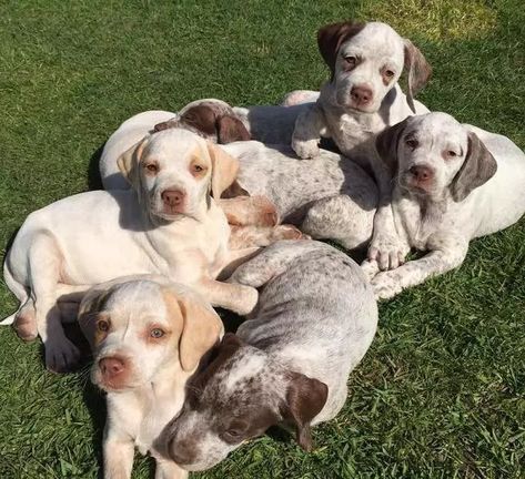 Braque Du Bourbonnais, Hunting Family, Every Dog Breed, Large Yard, Apartment Life, Different Dogs, Crate Training, Left Alone, Cute Dogs And Puppies