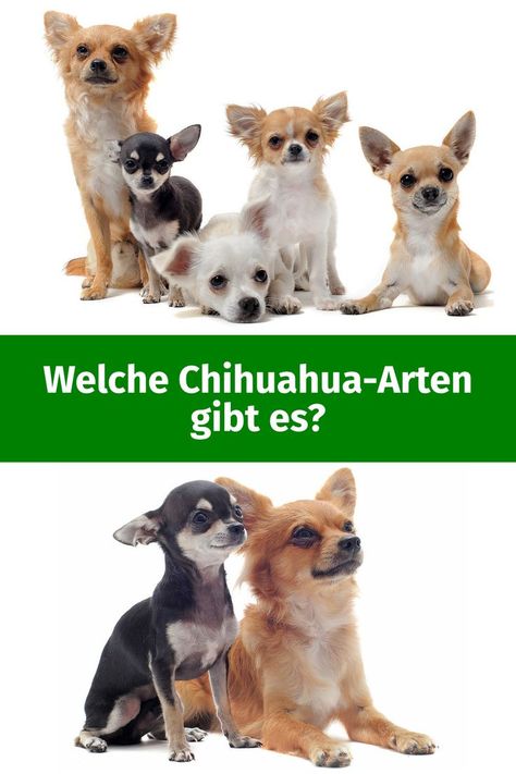 Welche Chihuahua-Arten gibt es und was zeichnet diese Hunde aus? Chihuahua, Teddy Bear, Toys, Animals, Quick Saves