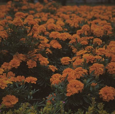 VSCO - Flower 0.2 #flower #orange #vintage #film #M5 | edwnrp Orange Flowers Aesthetic, Flower Desktop Wallpaper, Flower Reference, Blood Hunter, Flower Orange, Identity Crisis, Desert Flowers, Brown Flowers, Orange Aesthetic