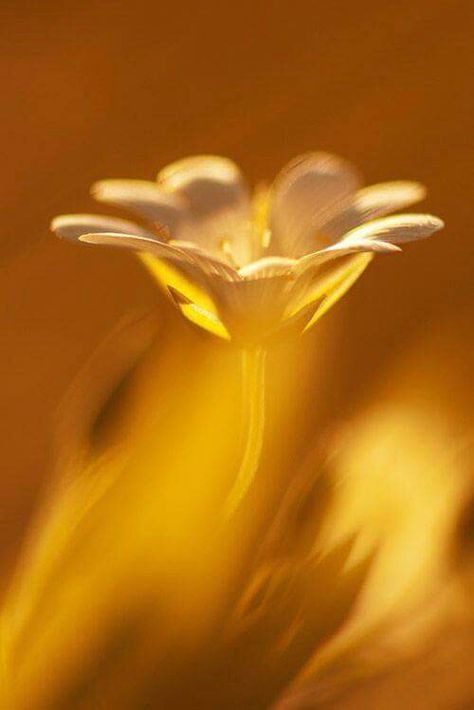 ~ Manipura Chakra, Bokeh Photography, Shades Of Gold, Aesthetic Colors, Mellow Yellow, Shades Of Yellow, Fractal Art, Baltic Amber, Yellow And Brown