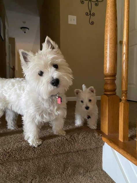 West Highland White Terrier Puppies, Westie Aesthetic, West Highland Terrier Puppy, Wholesome Dog, Big Dogs Breeds, Biggest Dog In The World, Dogs Quotes, West Terrier, Biggest Dog