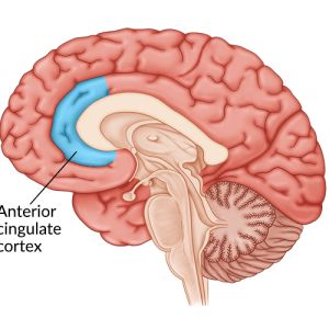 Symptoms Of Concussion, Post Concussion Syndrome, Head Injuries, Are Essential Oils Safe, Brain Tissue, Brain Stem, Memory Problems, Improve Cognitive Function, Scents