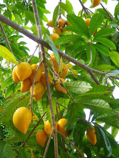 List of Fruit Trees | Availability of Egg Fruit in India Egg Fruit, Fruit Recipes Healthy, Fruit Bearing Trees, Greenery Design, Sun House, Tropical Sun, Fruit Benefits, Live Tree, Fruit Tree